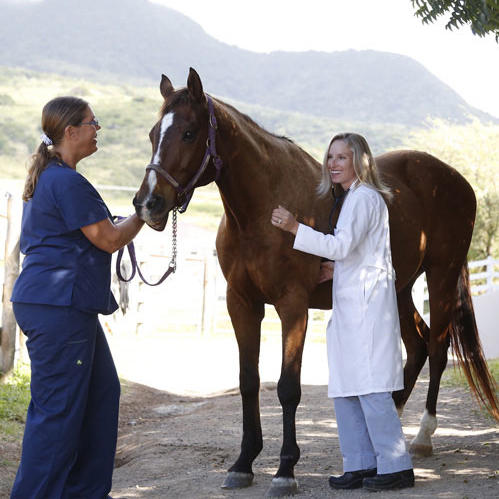 Ross Vet students with a horse