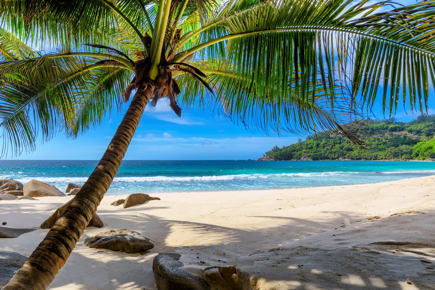 Picture of palm tree and ocean